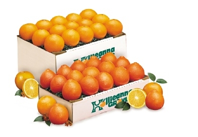 Honeybells & Navel Oranges